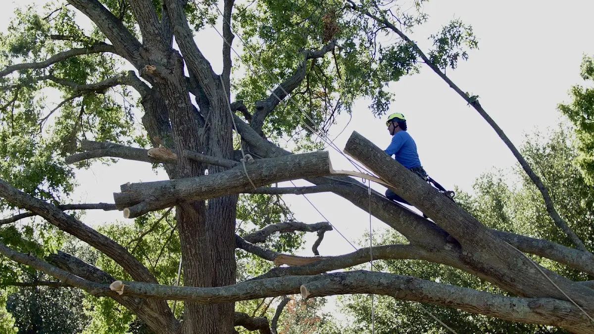 Professional Crown Thinning performed by certified arborists in Carbondale
