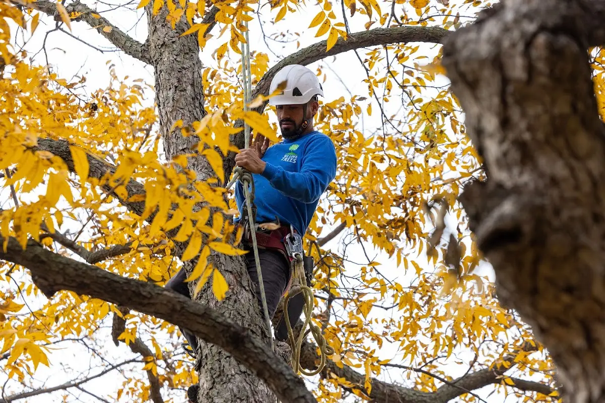 Skilled Tree Planting crew working in Carbondale